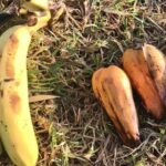 Ложный банан из Эфиопии бросает вызов голоду и изменению климата