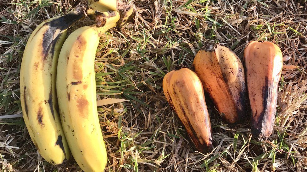 Ложный банан из Эфиопии бросает вызов голоду и изменению климата
