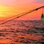 Подсветка сетей уменьшила побочный вылов и гибель морских животных