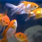 Израильские ученые научили рыб управлять аквариумом на колесах