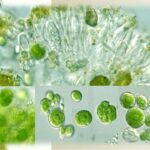 Зеленые водоросли (отдел Chlorophyta s.l.) часть 1. Класс Chlorophyceae
