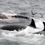 Ученые рассказали об охоте косаток на синих китов