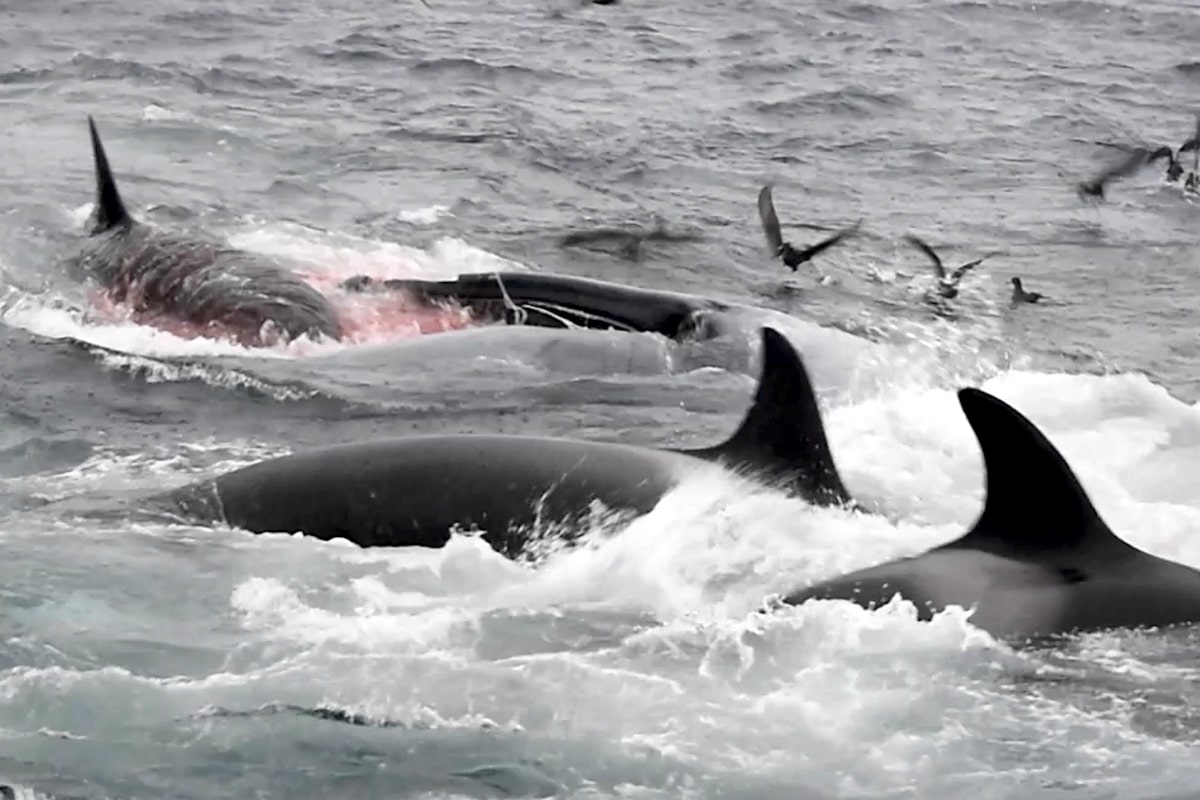 Раненый кит в окружении нескольких косаток