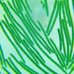 Общая характеристика водорослей. Отдел Cyanophyta