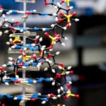 Ученые исследовали влияние упаковки ДНК на активность генов