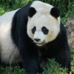 Большие панды – загадочные гости с Восток