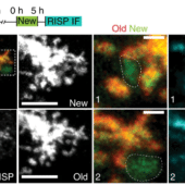 Изображения, полученные на флуоресцентном микроскопе показывают иммунофлуоресцентное (IF) окрашивание белка RISP в митохондриальных доменах, обогащенных старыми или новыми метками
