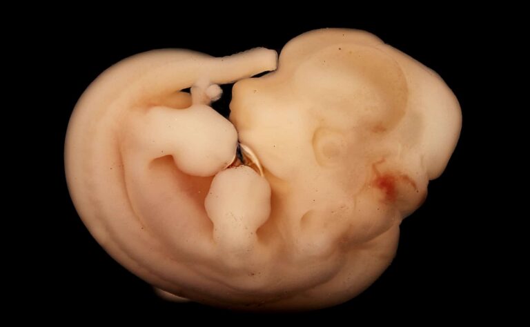 Эмбрион мыши