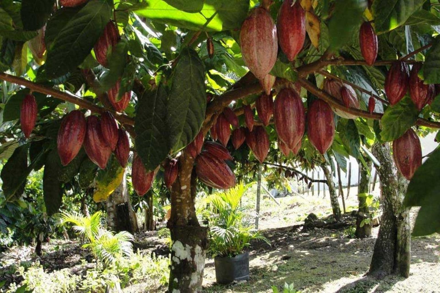 Ученые выяснили причины появления кадмия в какао-бобах