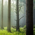 Ученые подсчитали количество всех видов деревьев на Земле