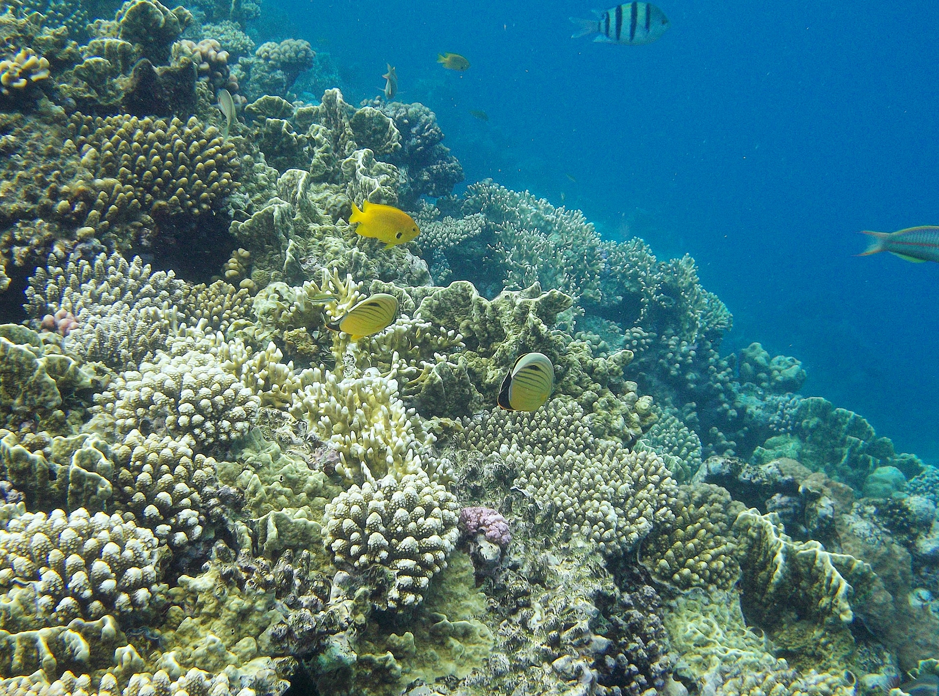 Кораллы и водоросли влияют на экосистему рифа, выделяя в воду различные химические вещества