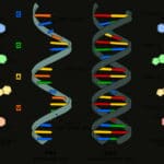 Биомолекулы: ДНК и РНК. Центральная догма молекулярной биологии