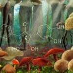 Токсины шляпочных грибов. Цитолитики и гастроирританты