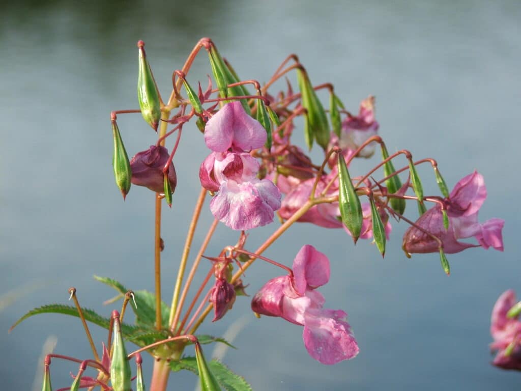 Недотрога железконосная Impatiens glandulifera, инвазивный вид родом из Гималаев