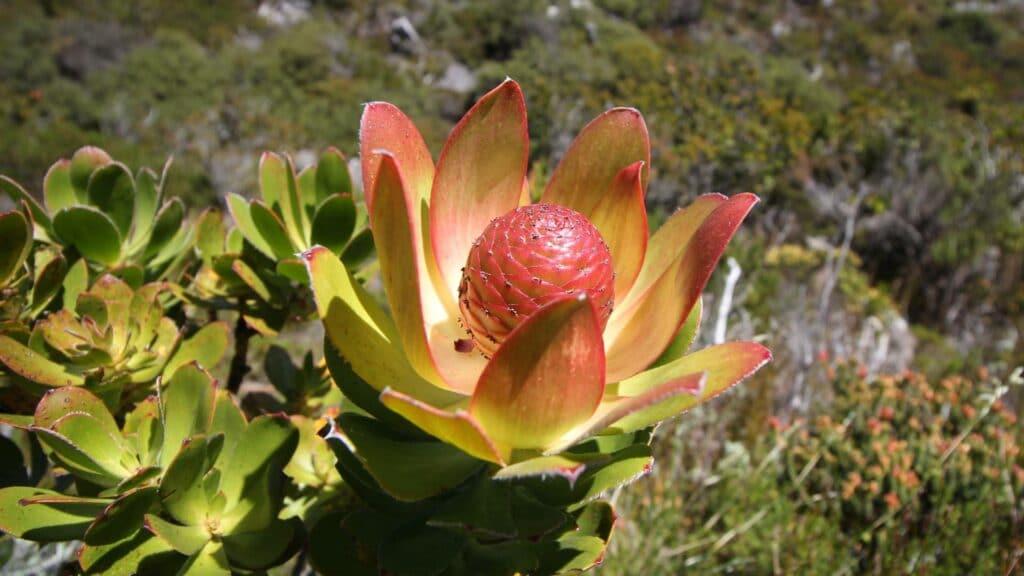 Leucadendron strobilinum — растение финбоша