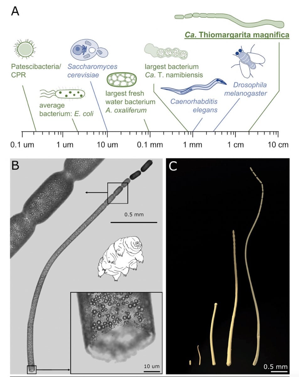 Биологи нашли самые большие в мире бактерии