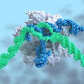 Комплекс CRISPR/Cas9 (белый) вырезает участок ДНК (зеленый), направляемый гидовой РНК (синий)