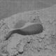 Ровер Curiosity сфотографировал на Марсе что-то непонятное