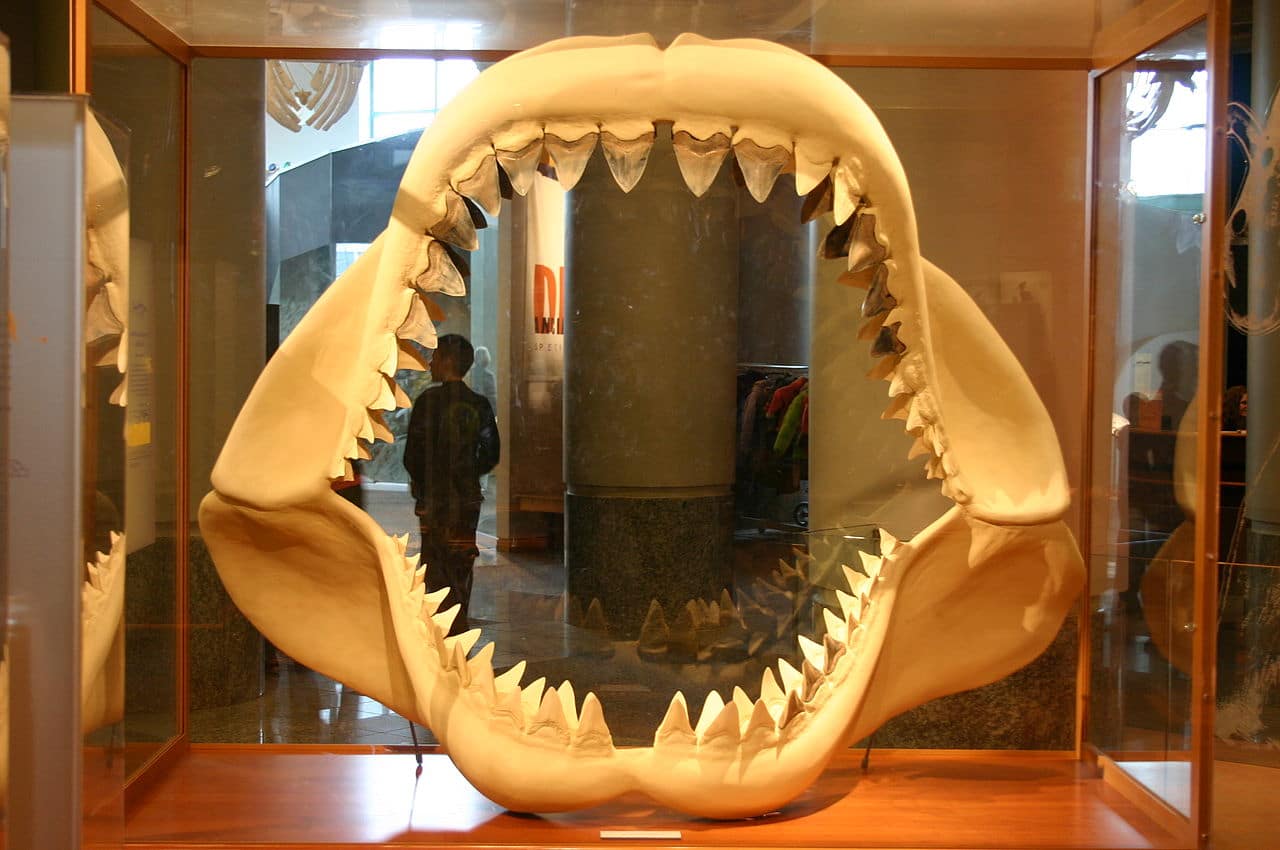 Зуб акулы МЕГАЛОДОН