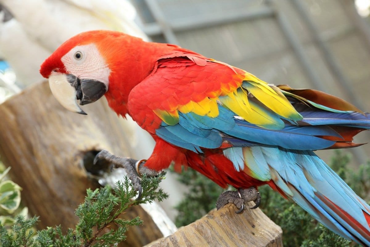 Ученые узнали о причинах долголетия попугаев
