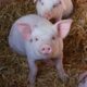Ученые расшифровали эмоции свиней по их хрюканью