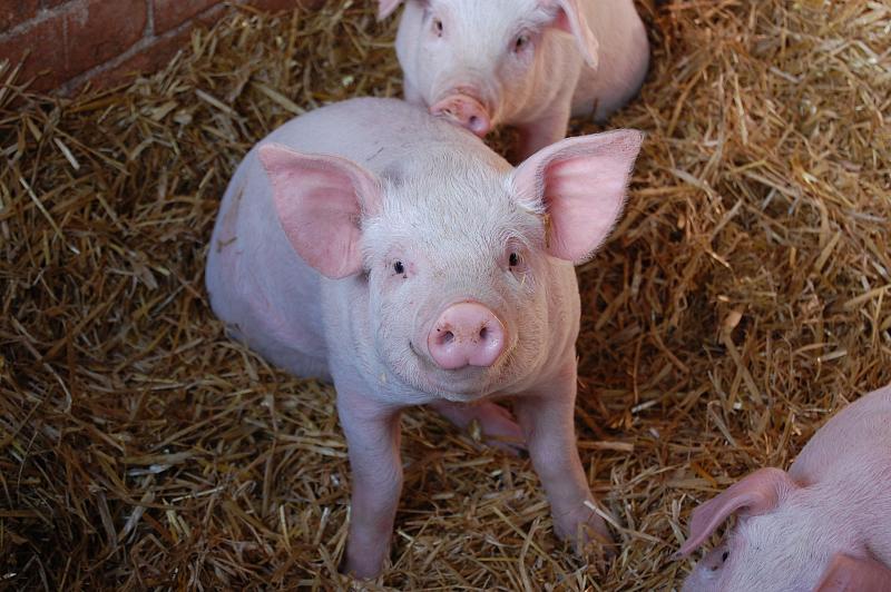 Ученые расшифровали эмоции свиней по их хрюканью