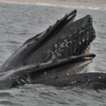 Стабильные изотопы в китовом усе: история питания китов