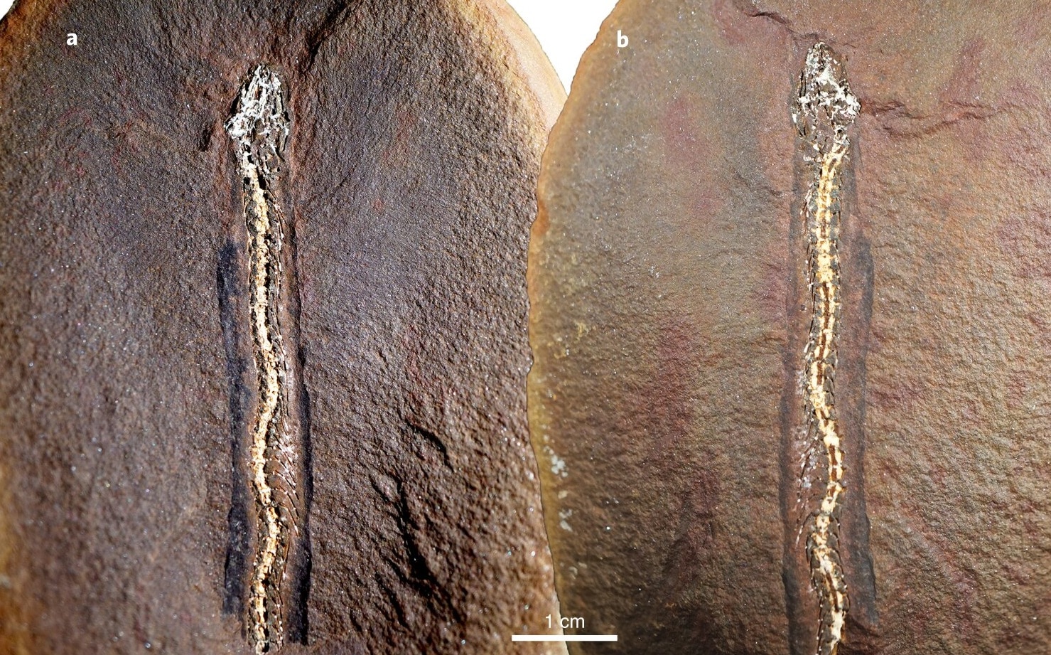 Змееподобные существа появились более чем 300 миллионов лет назад