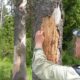 Ученые спрогнозируют вспышки массового размножения короеда в лесах России и Европы