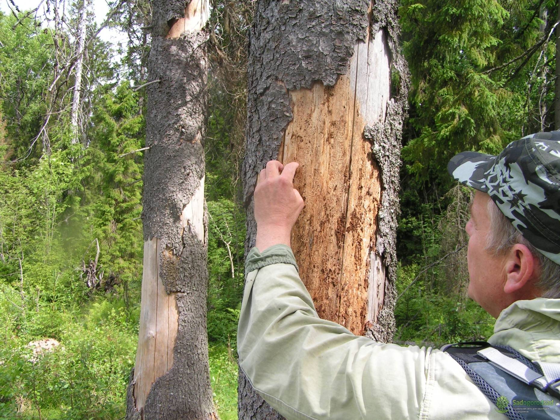 Ученые спрогнозируют вспышки массового размножения короеда в лесах России и Европы