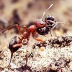 Рабовладение у муравьев