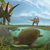 Hutchemys walkerorum плавает по соседству с динозаврами