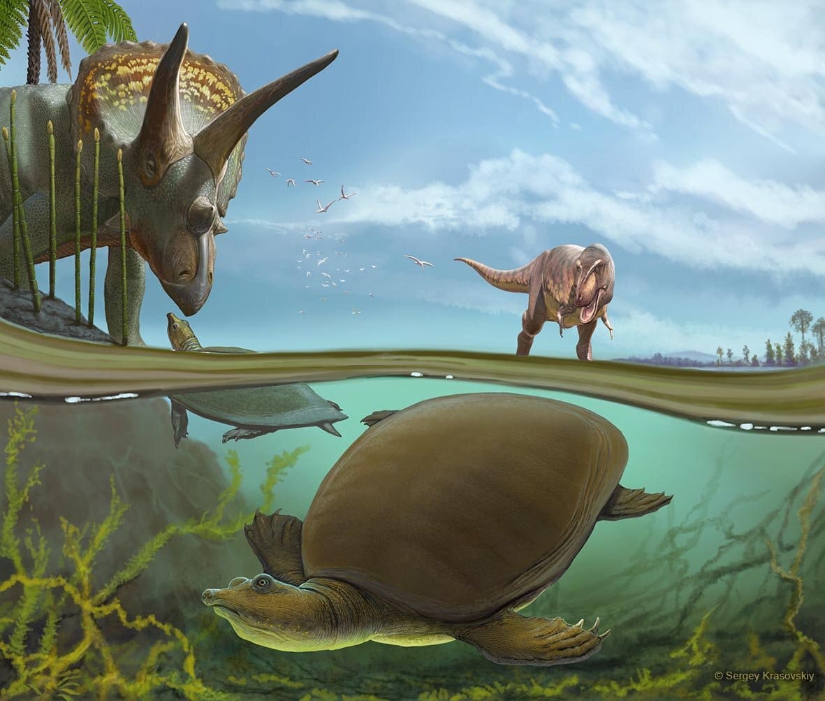 Hutchemys walkerorum плавает по соседству с динозаврами