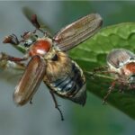 Как летают мельчайшие жуки