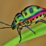 Окраска насекомых