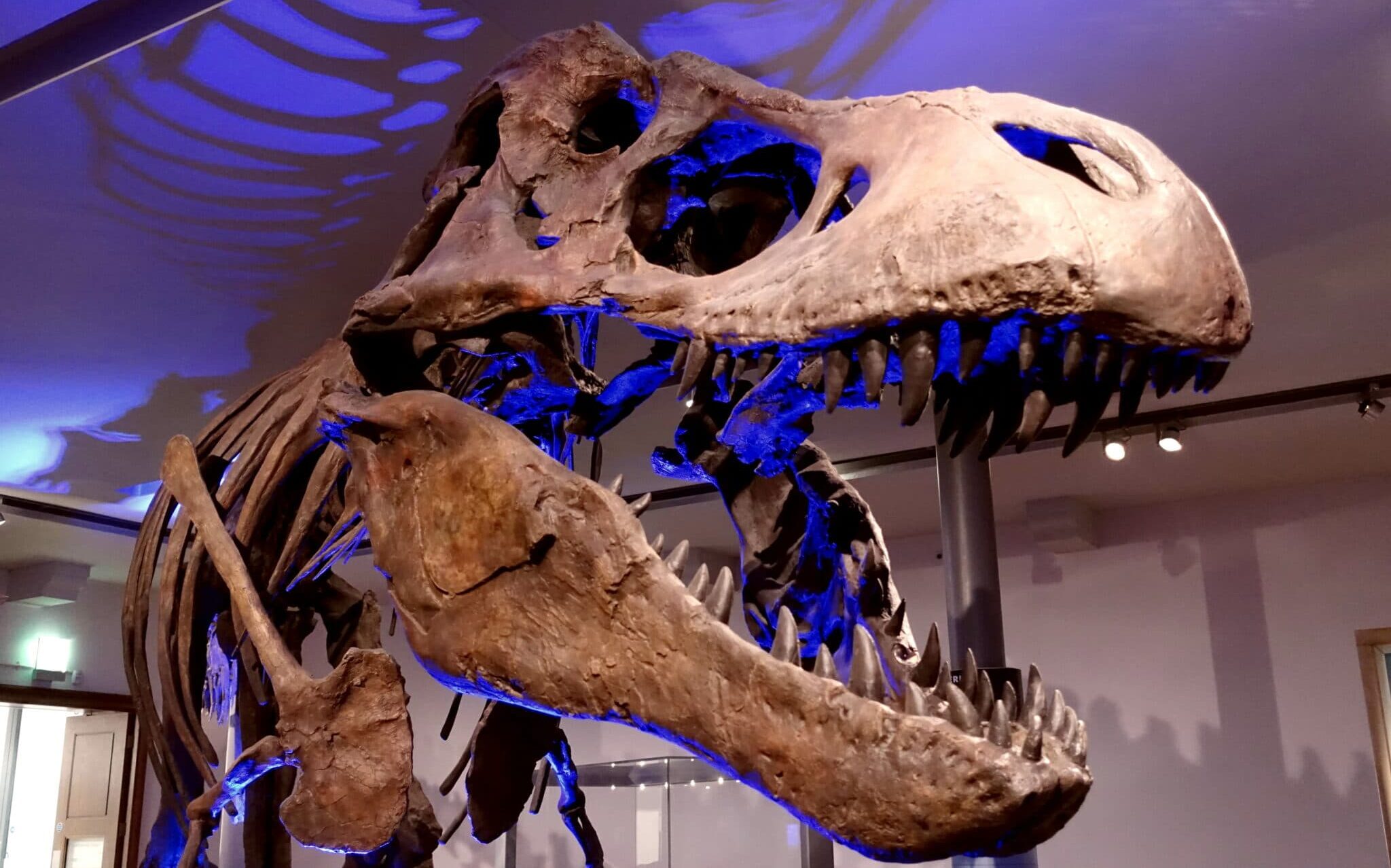 Скелет тираннозавра рекса в Музее Великого Севера (Хэнкок), Ньюкасл, Великобритания