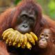 Социальное окружение орангутанов определило их «язык»