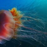 Можно ли отравиться медузой?