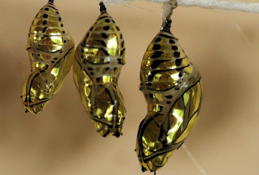 Золотистые куколки южноамериканских данаид Tithorea harmonia