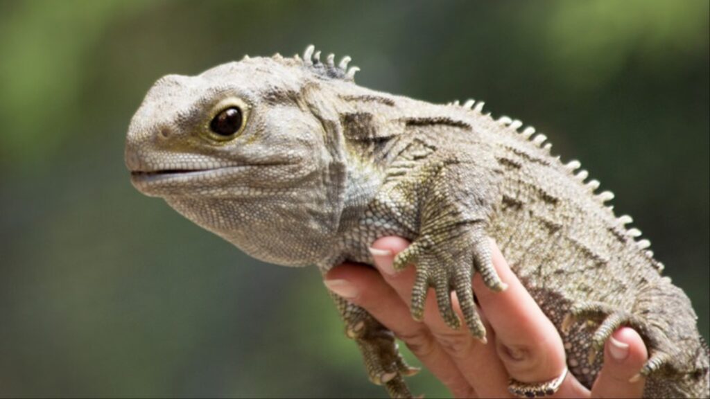 Современная гаттерия Сphenodon punctatus / © almlf.org