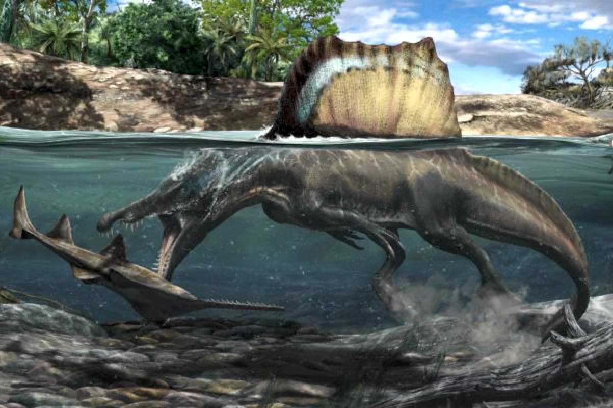 Плотность костей спинозавров указала на жизнь и охоту в воде