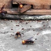 Шершни V. mandarinia атакуют пчелиное гнездо