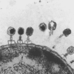 Бактериофаги как микрокосм: какой вклад внесли маленькие вирусы в большую науку