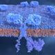 Биофизики обнаружили «протонные провода» в клетке
