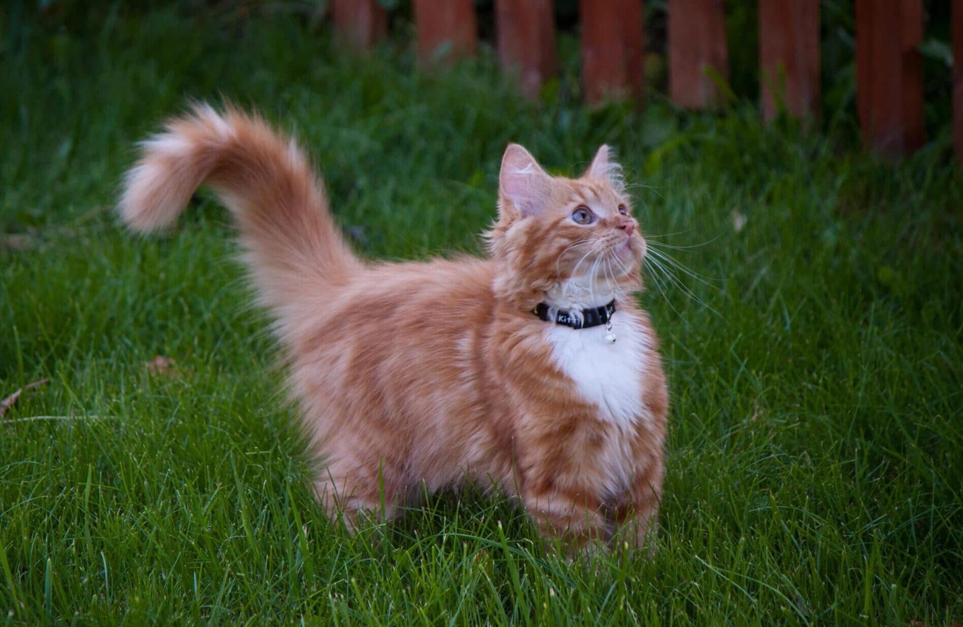Ученые выяснили, куда ходят домашние кошки, когда гуляют на улице