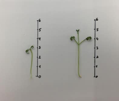 Слева – растение (кресс-салат) из контрольной группы, справа – удобренное АТ / ©Пресс-служба Курчатовского института