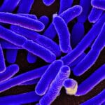 Ученые записали «звуки бактерий» с помощью графеновой мембраны
