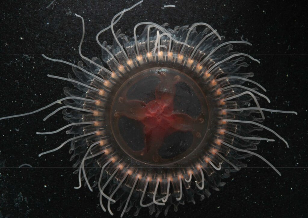 Новый вид корономедузы Atolla reynoldsi