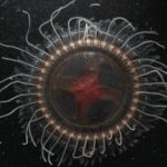 Биологи обнаружили новый вид глубоководных корономедуз