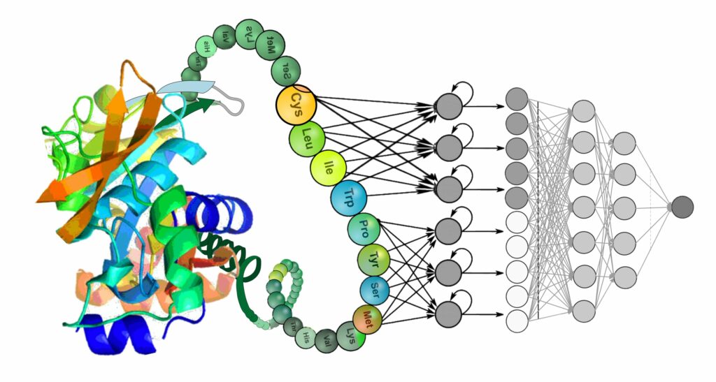 Глубокое обучение использует последовательность аминокислот, чтобы предсказать структуру и функции белков / © Unsal et al. 